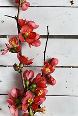 Image showing Spring Blossom