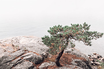 Image showing Pine tree on a rocky lakeshore