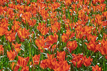 Image showing Red Tulips among Grass