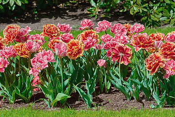 Image showing Flowerbed of Fringed Tulips