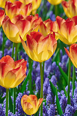 Image showing Red and Yellow Tulips