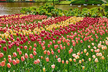 Image showing Flower Bed of Tulips