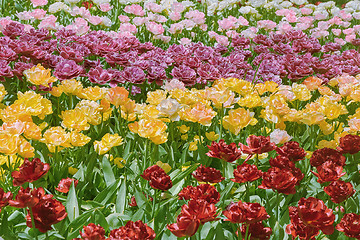 Image showing Tulips Flower Bed 