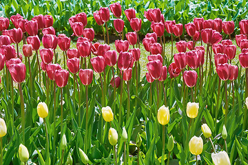 Image showing Tulips Flower Bed 