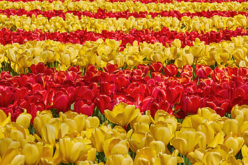 Image showing Red and Yellow Tulips