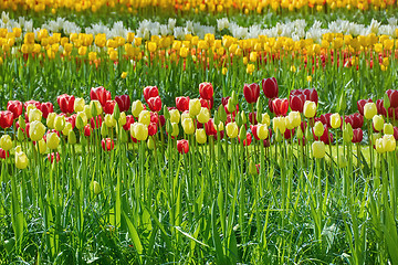 Image showing Flower Bed of Tulips