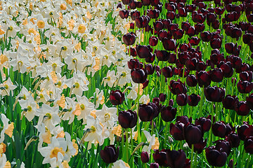 Image showing Narcissuses and Tulips