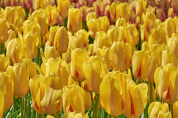 Image showing Flower Bed with Yellow Tulips