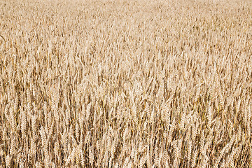 Image showing Texture of wheat field