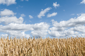 Image showing Golden wheat field under blue sky