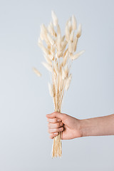 Image showing Hand holding a bouquet of grass ears