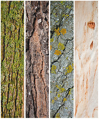 Image showing old trees textures background 