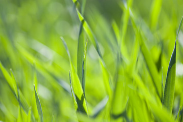 Image showing Field of green grass.