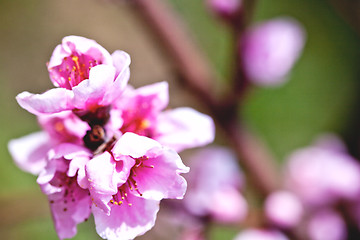 Image showing Pink peach flowers.