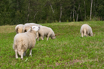 Image showing Wooly creatures