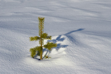 Image showing Lonely tree