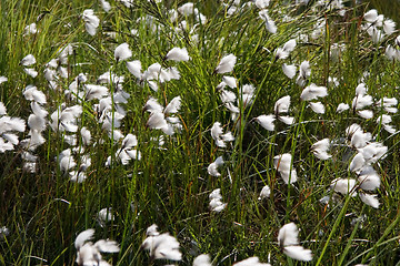 Image showing Cottongrass