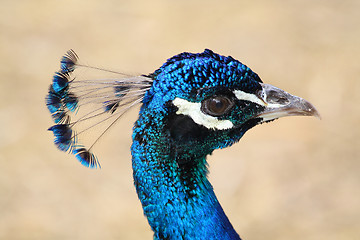 Image showing Peacock