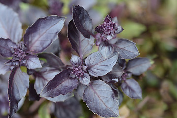 Image showing Dark opal basil