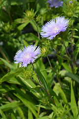 Image showing Stokes aster