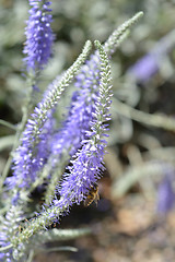 Image showing Spiked speedwell