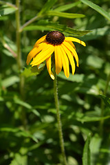 Image showing Gloriosa daisy Indian Summer