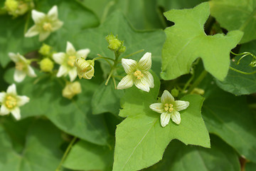 Image showing English mandrake