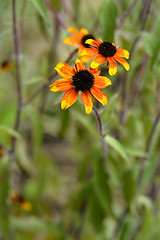 Image showing Prairie Glow Brown-Eyed Susan