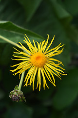 Image showing Giant fleabane