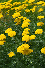 Image showing Gold plate yarrow