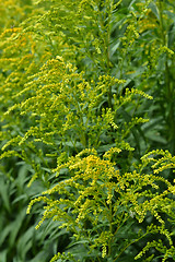 Image showing Canadian goldenrod