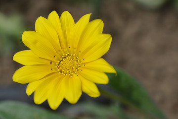 Image showing Treasure flower