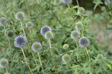 Image showing Southern globethistle