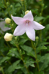 Image showing Balloon Flower Shell Pink