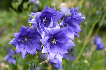 Image showing Balloon Flower Double Blue