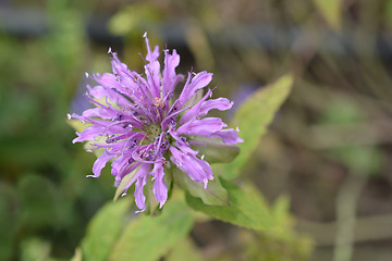 Image showing Bee balm Violacea