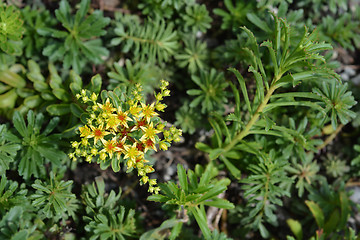 Image showing Orange Stonecrop