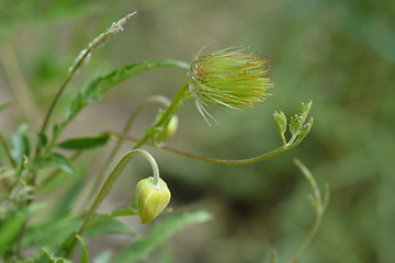 Image showing Golden Clematis