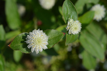 Image showing White globe amaranth