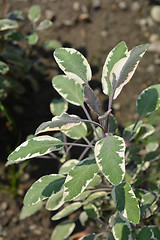 Image showing Common sage Tricolor