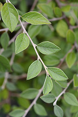 Image showing Franchets cotoneaster