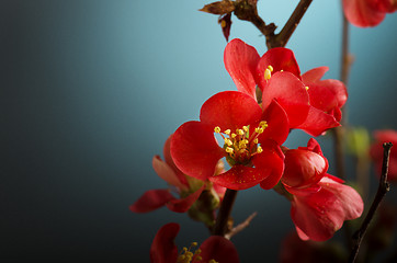 Image showing Pink Flower