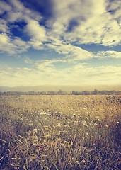 Image showing Meadow