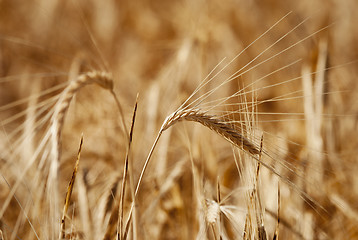 Image showing Wheat