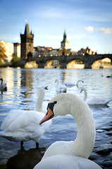 Image showing Swans on Vltava river