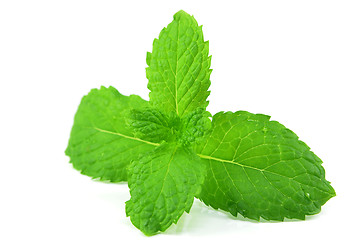 Image showing Fresh peppermint leaves