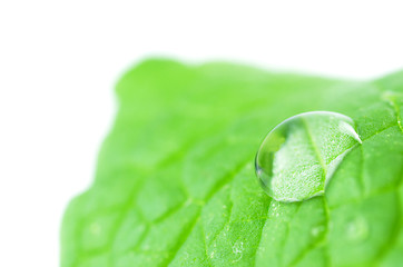 Image showing Leaf with a dew drop