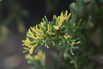 Image showing Chinese juniper