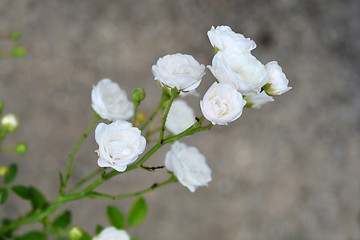 Image showing Shrub rose Crystal Fairy
