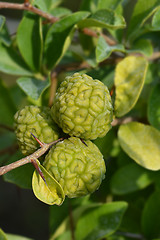 Image showing Mandarin melon berry